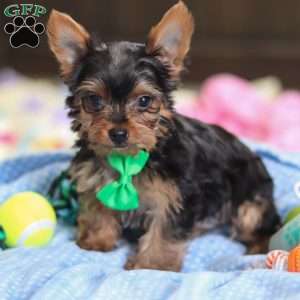 Bear, Yorkie Puppy
